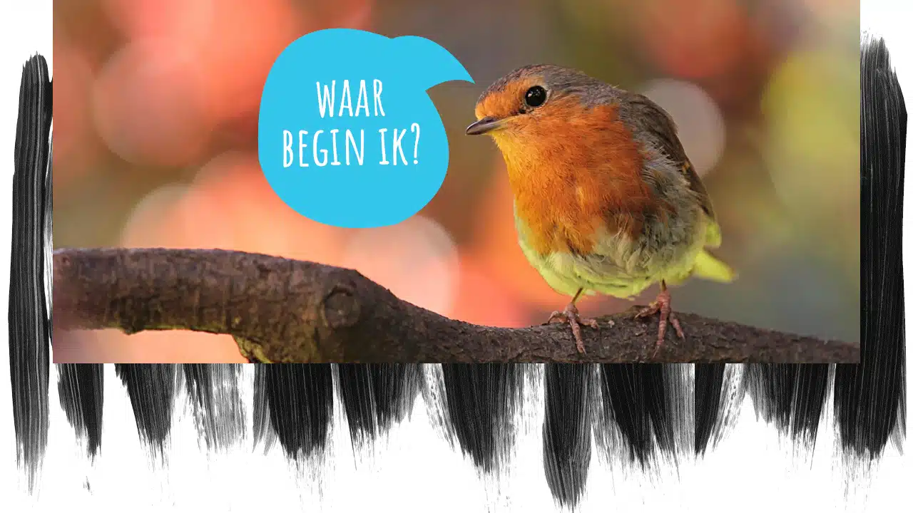 Hoe kies je planten voor je tuin? 7 ideeën om jouw gewenste sfeer te creëren